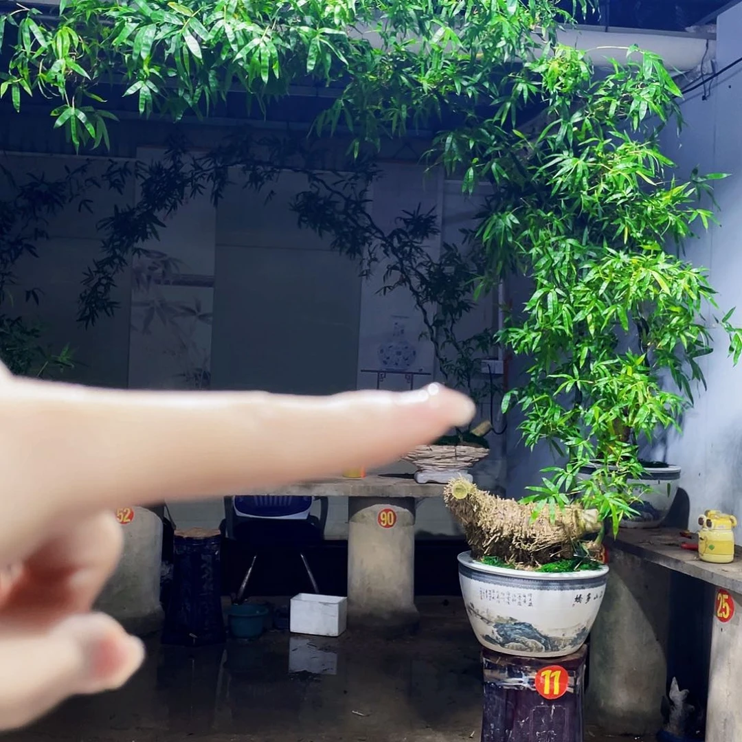 无花朵天**朗小叶簕竹熟桩陶瓷盆一物一拍