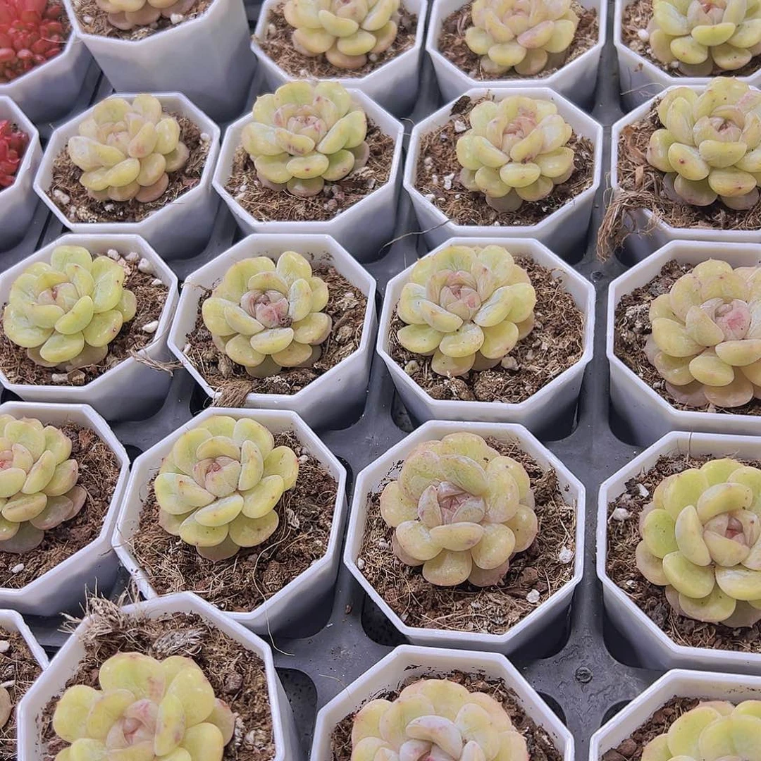 彩恋带盆带土19包邮