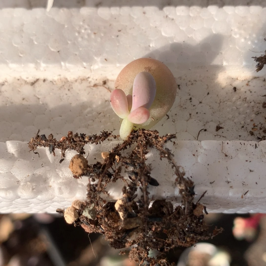 墨**筝彩虹奶酪多肉彩虹奶酪