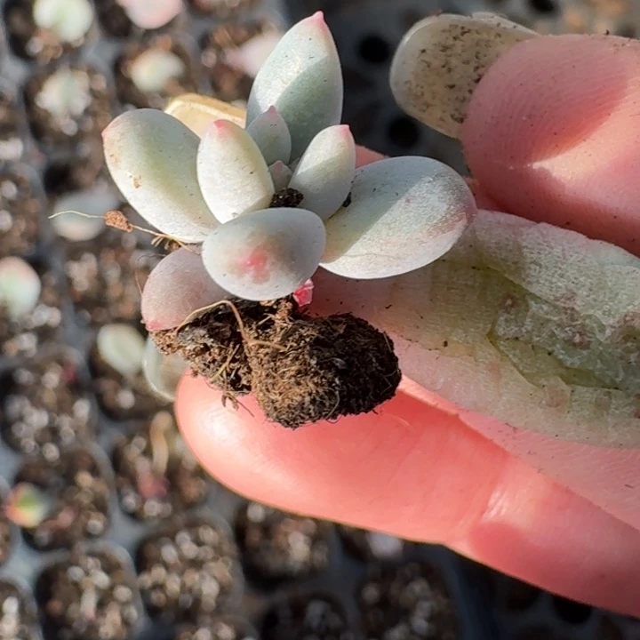 所罗门巨人锦一物一拍51