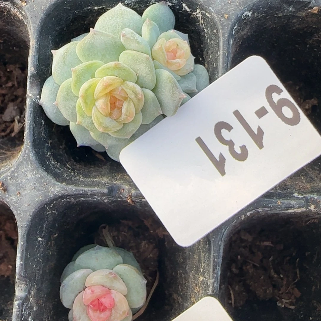 ****小卡拉米糖心一物一拍