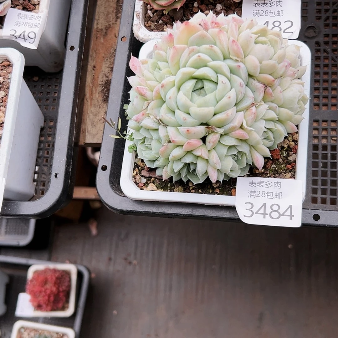 9号?*B我们的确是一3484