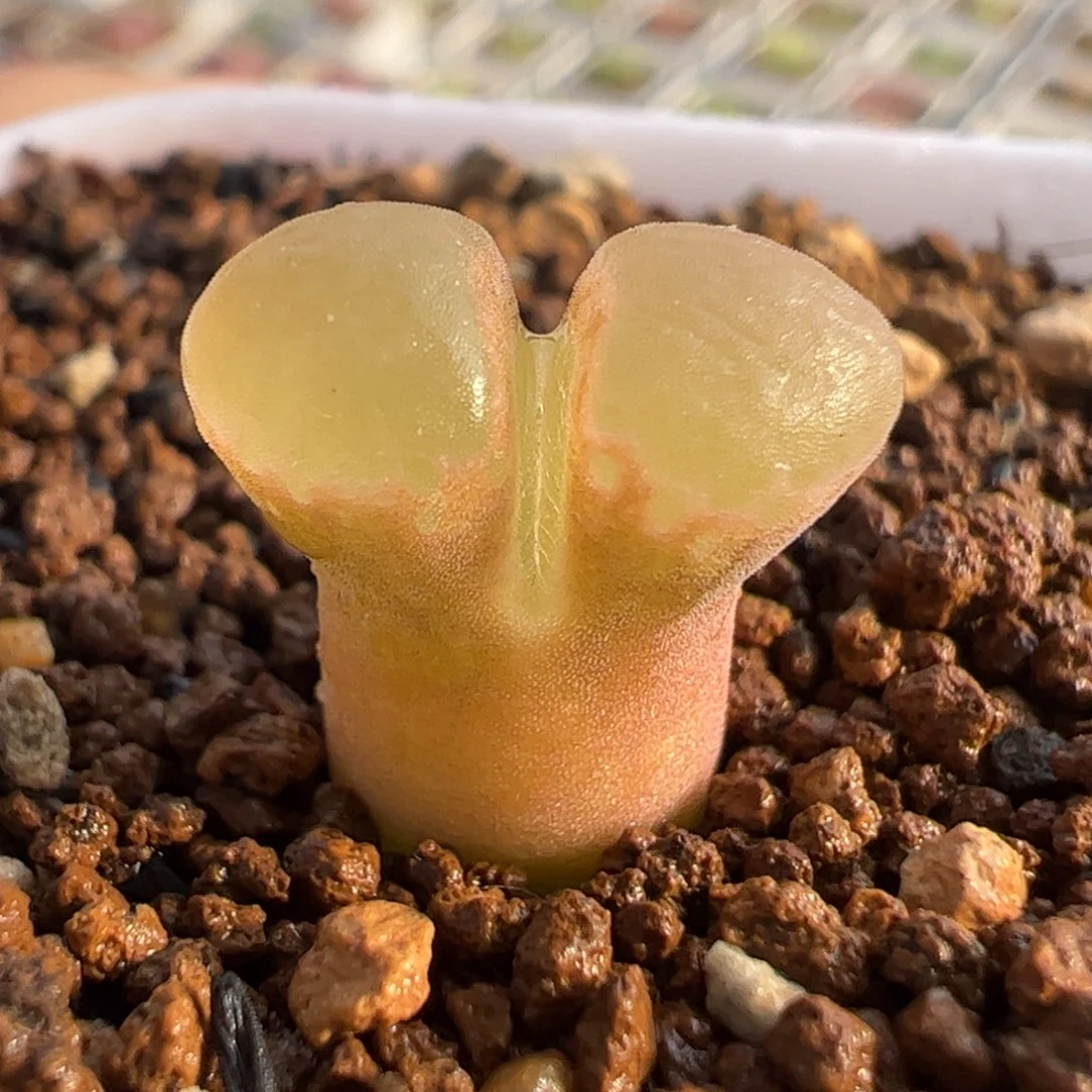 1453.9多肉植物百科