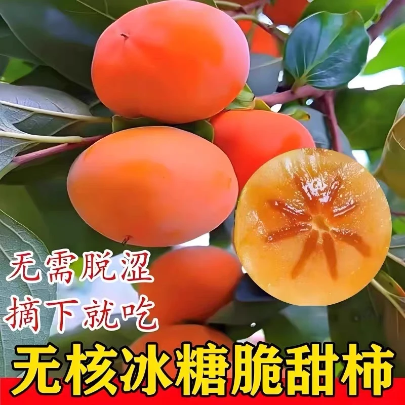 柿子果树苗嫁接甜脆柿种植盆栽果树水果树苗果树太秋脆甜柿子树苗
