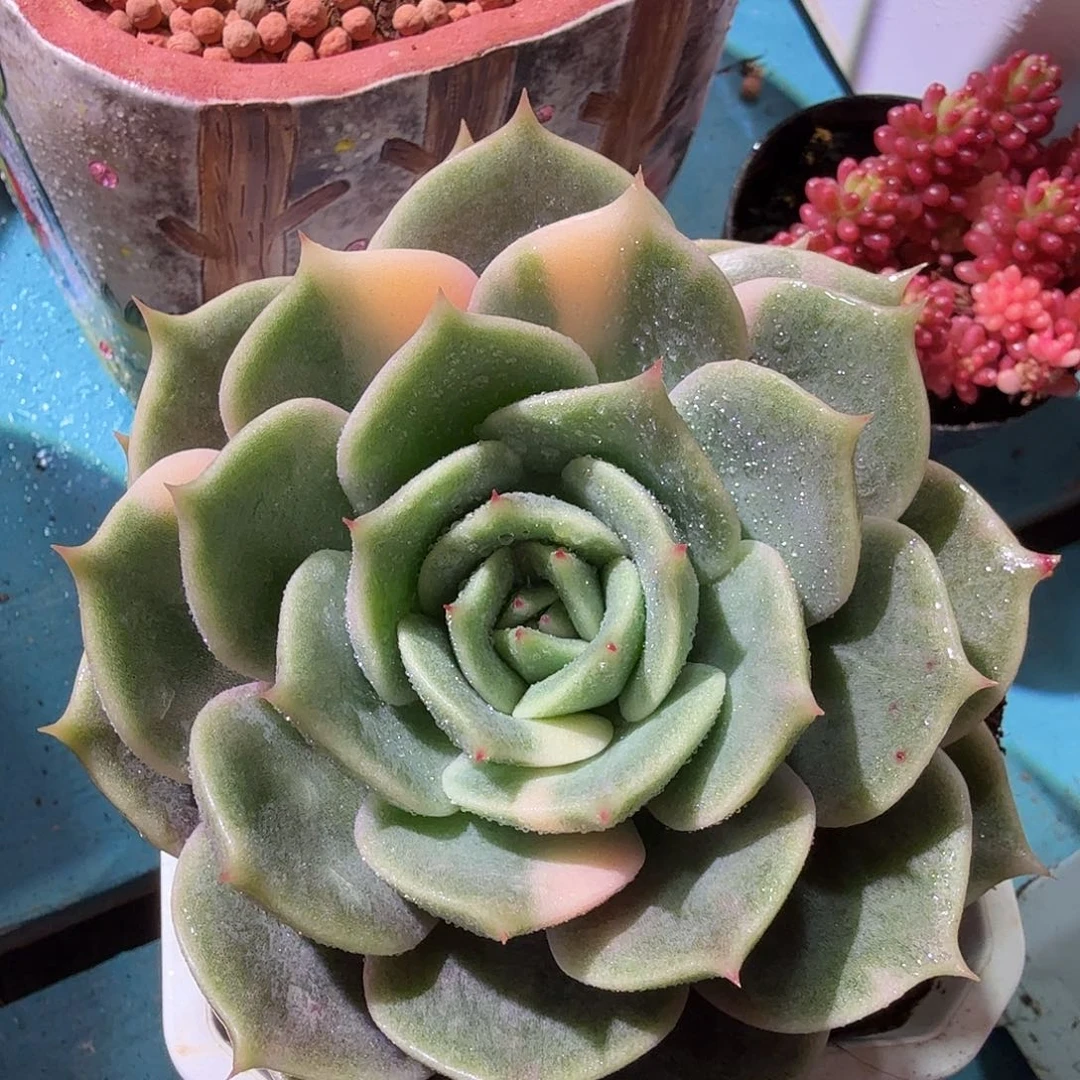 贝加尔湖锦，多肉植物