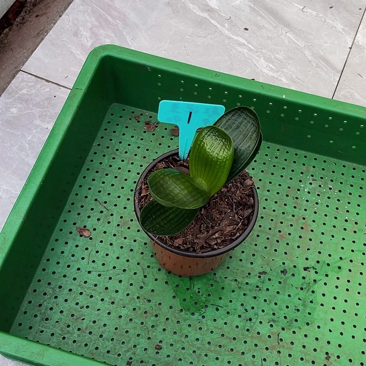 完全开放油麻微型娃娃