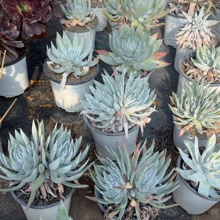 雪山两单包邮。