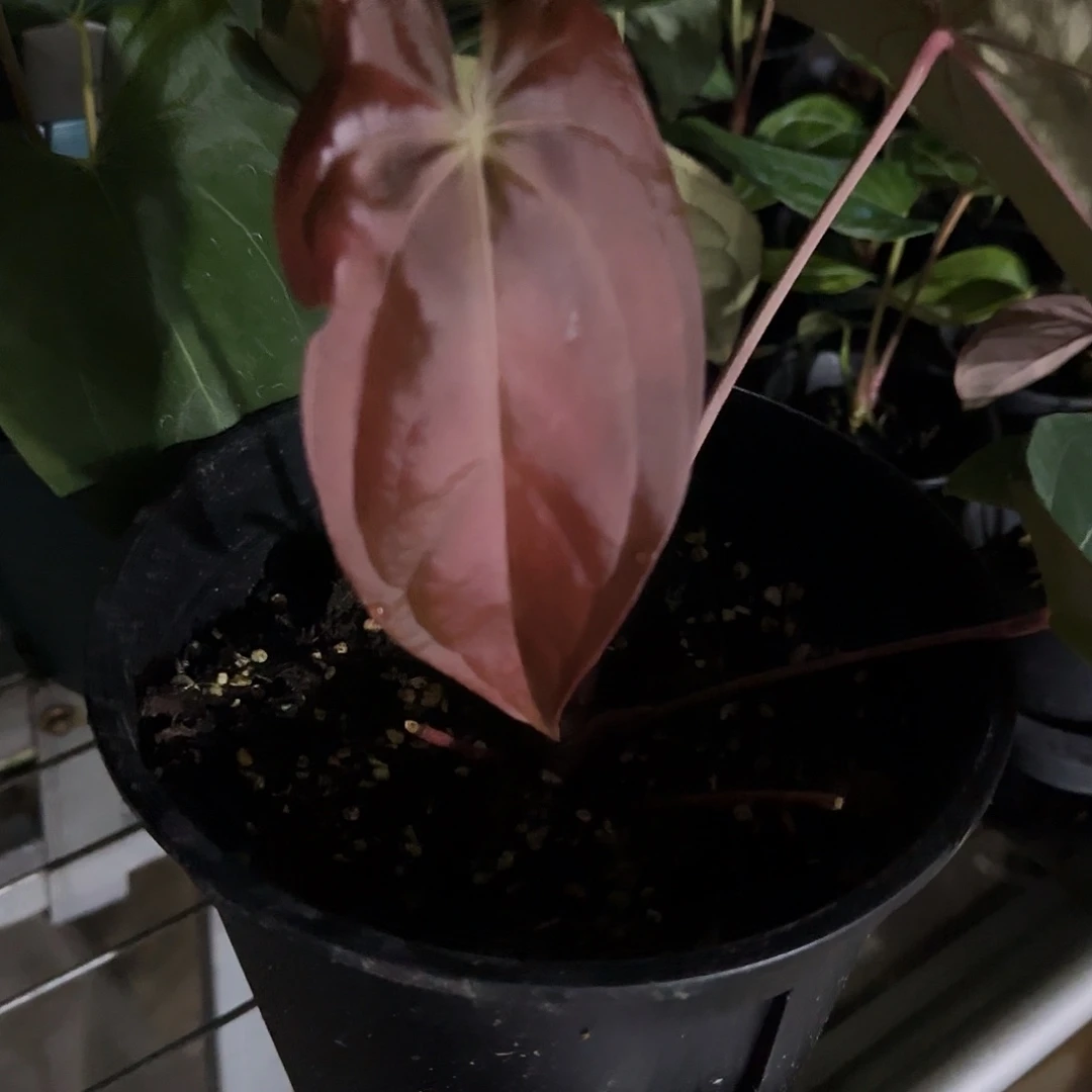 完全开放黑凤凰x霍夫曼