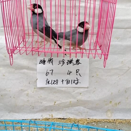 珍珠鸟全品灰文一对