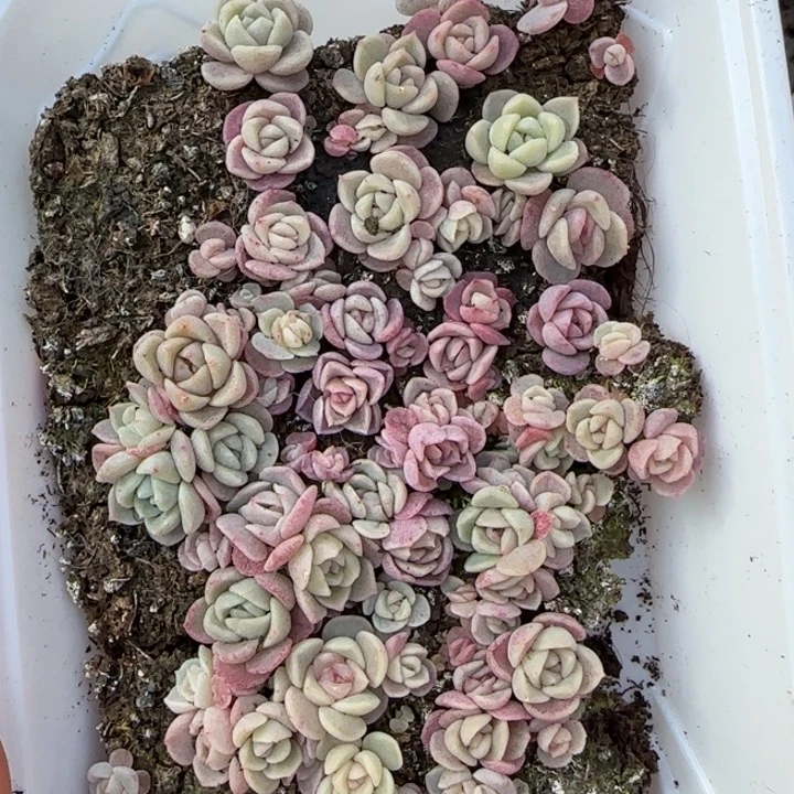 244号王者系列多肉一盒