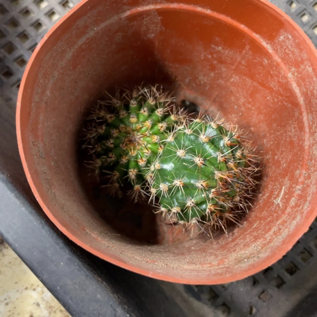 新品彩草凤羽4侧芽