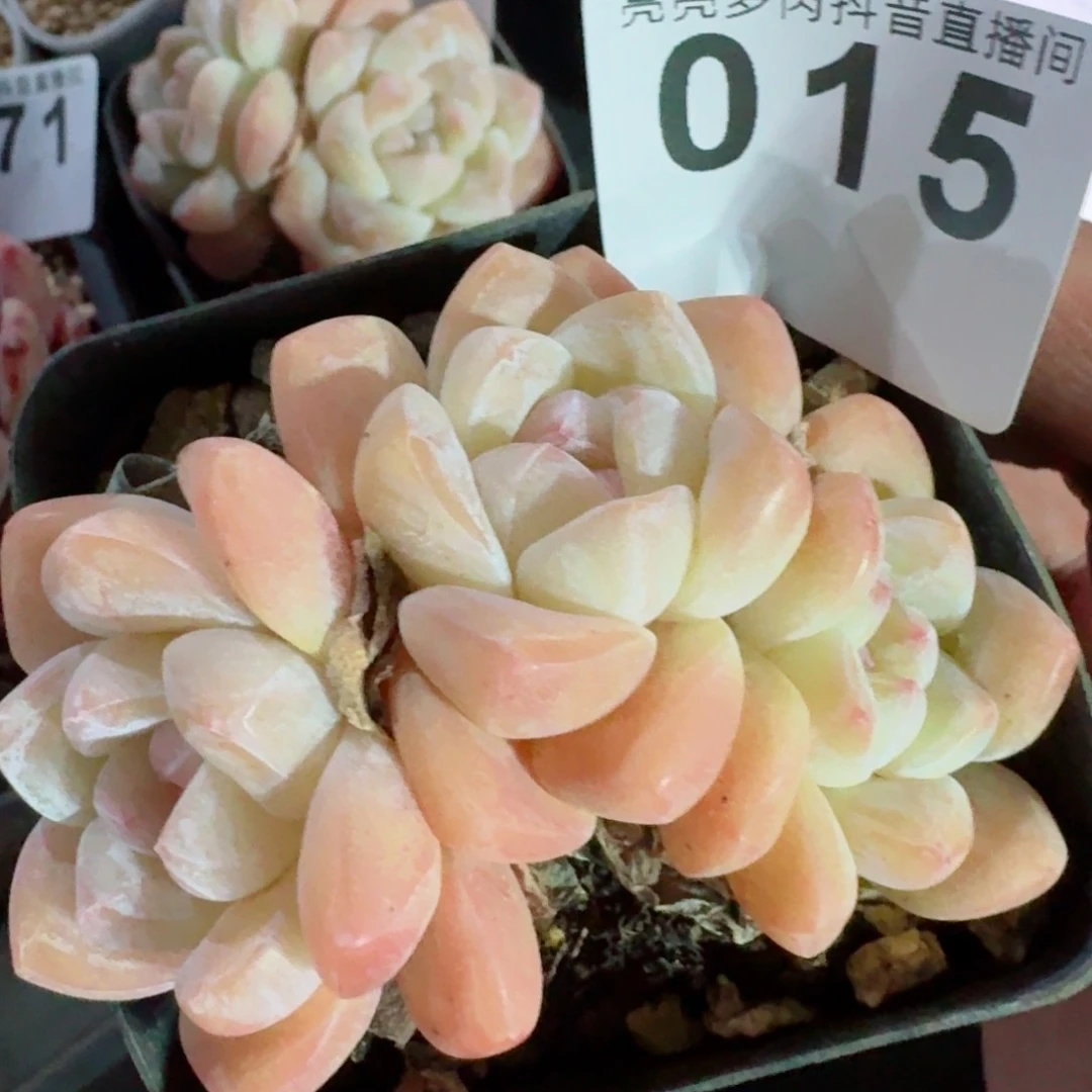 秒         精品多肉