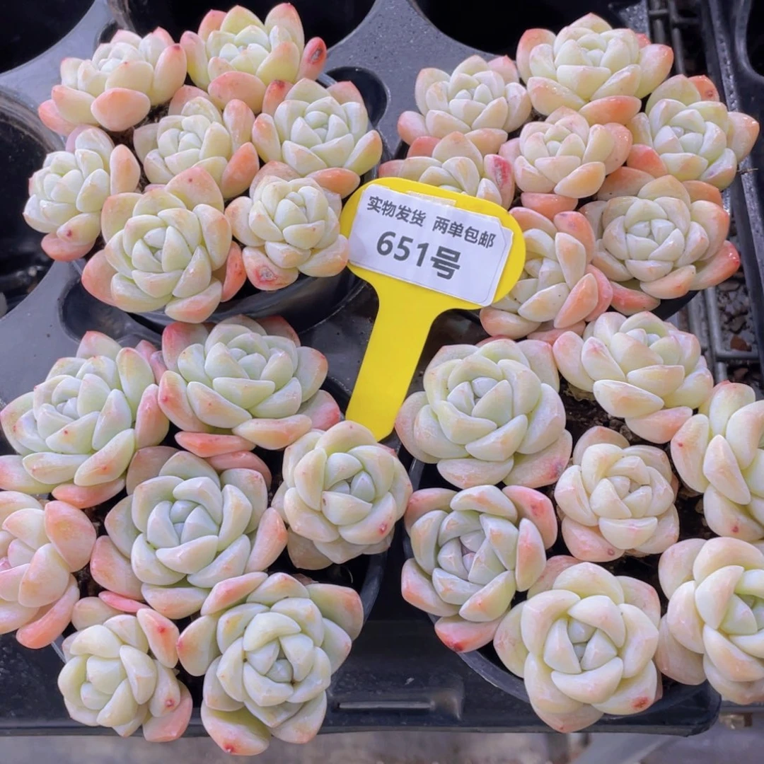 651号开播福利奶油钻石冰玉单头七个