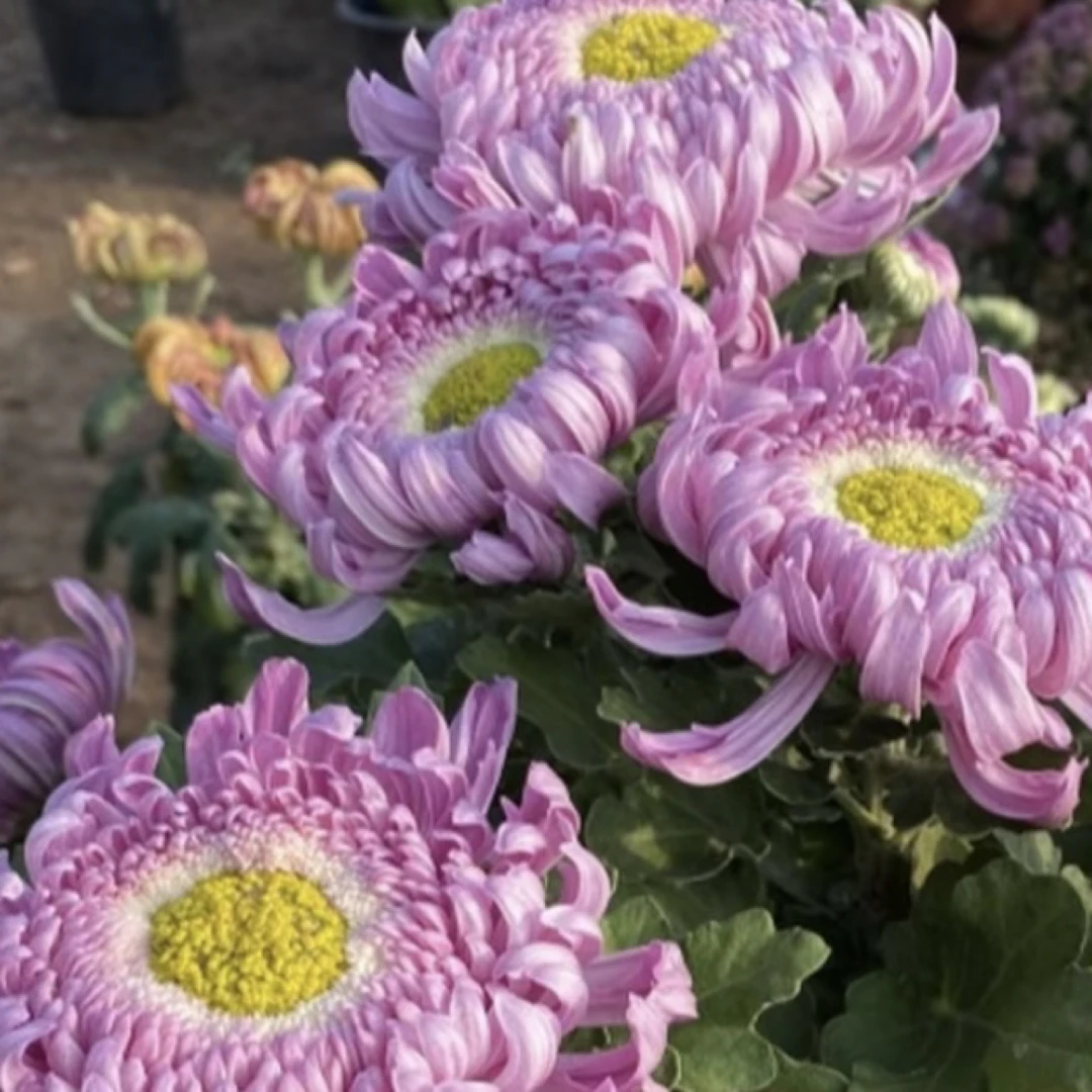 「洹水映月」九月大菊盆栽阳台庭院