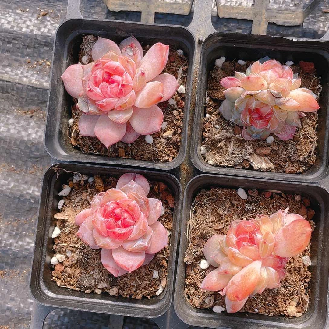 珍妮2号盆一个满25包邮