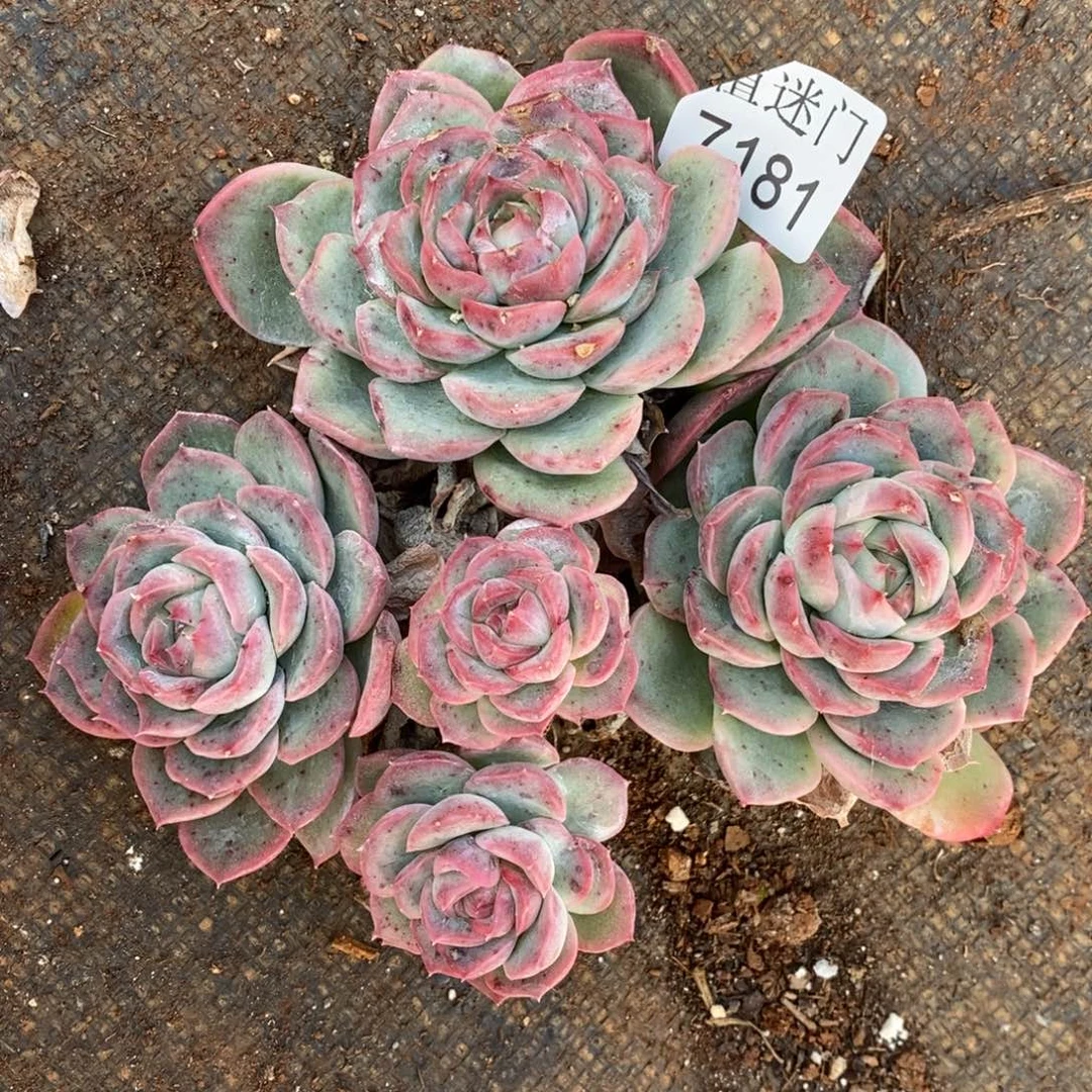 茉***沫瑕疵不售后~7181~12厘米~叶伤