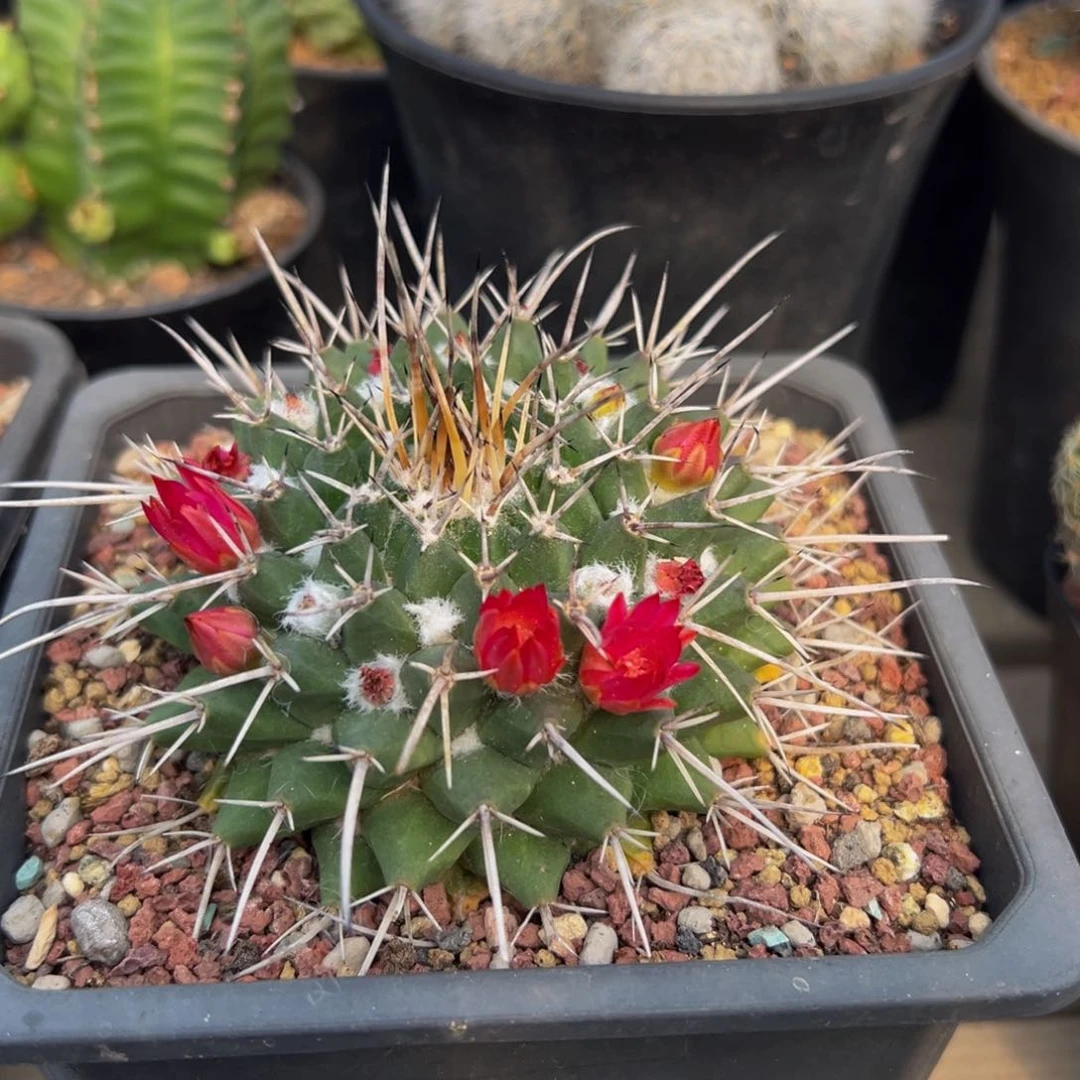 星***?白龙丸变种多肉植物带盆土实生根