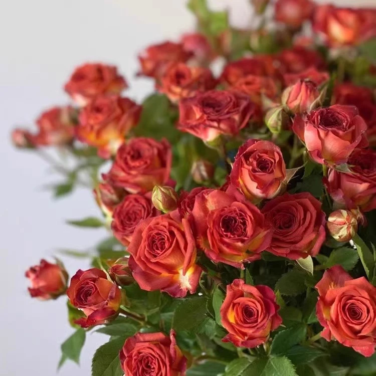 金麟的花园巧克力泡泡多头月季花苗开花玫瑰小苗四季盆栽花卉爬藤