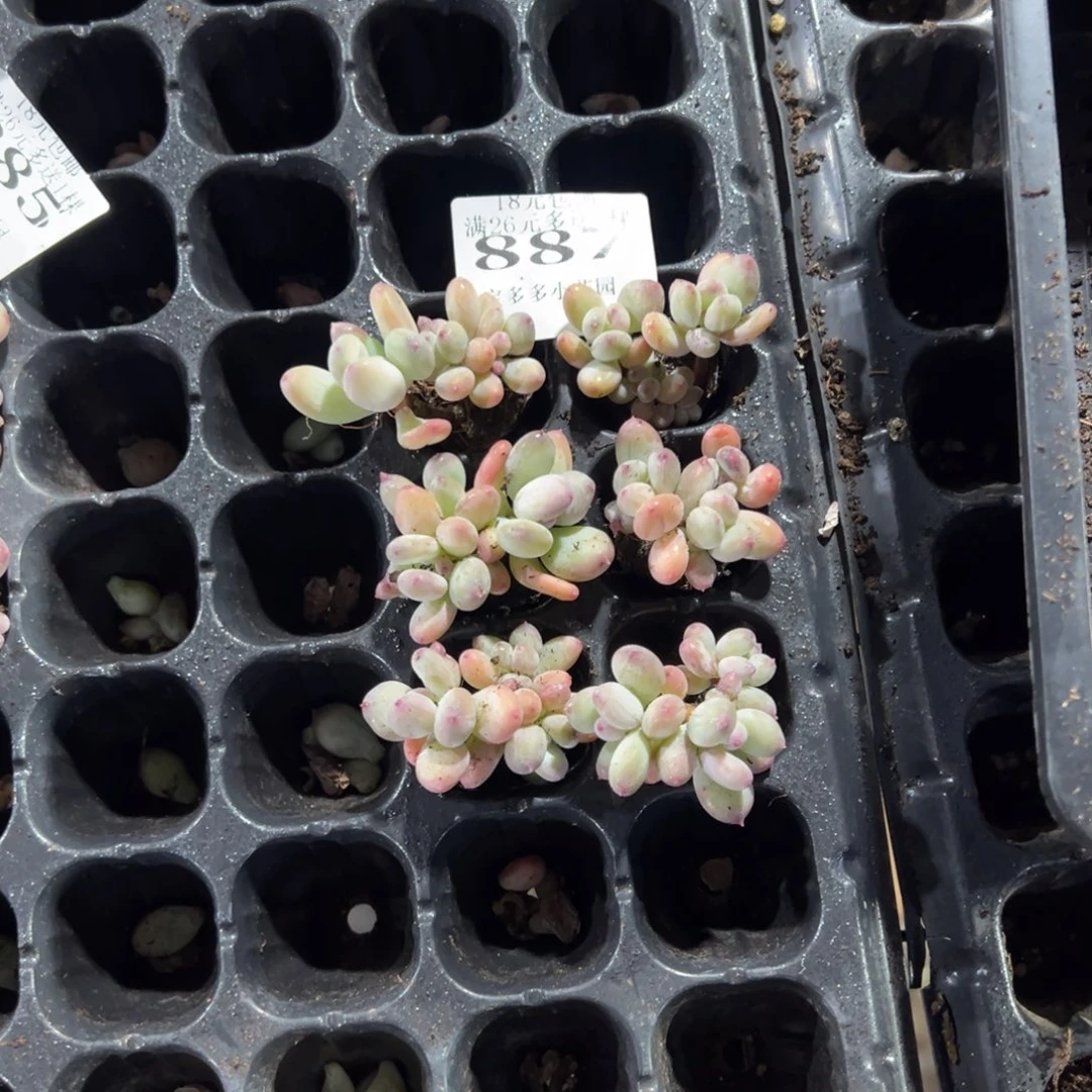 果***了887号三日月美人到手6颗一物一拍