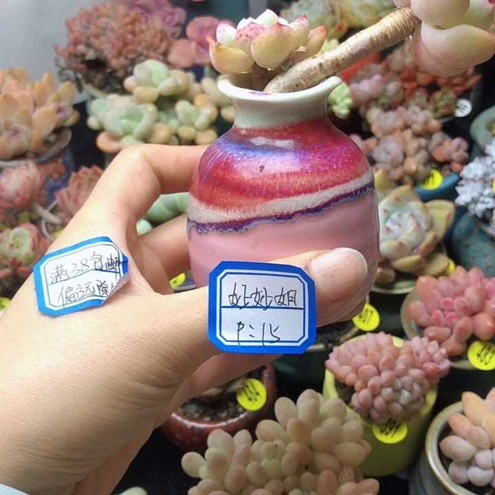 爱****姐妙妙姐  1个盆