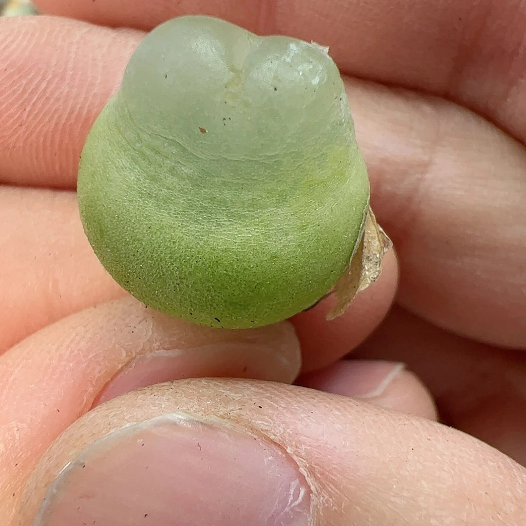 【闪购商品】343 拉登