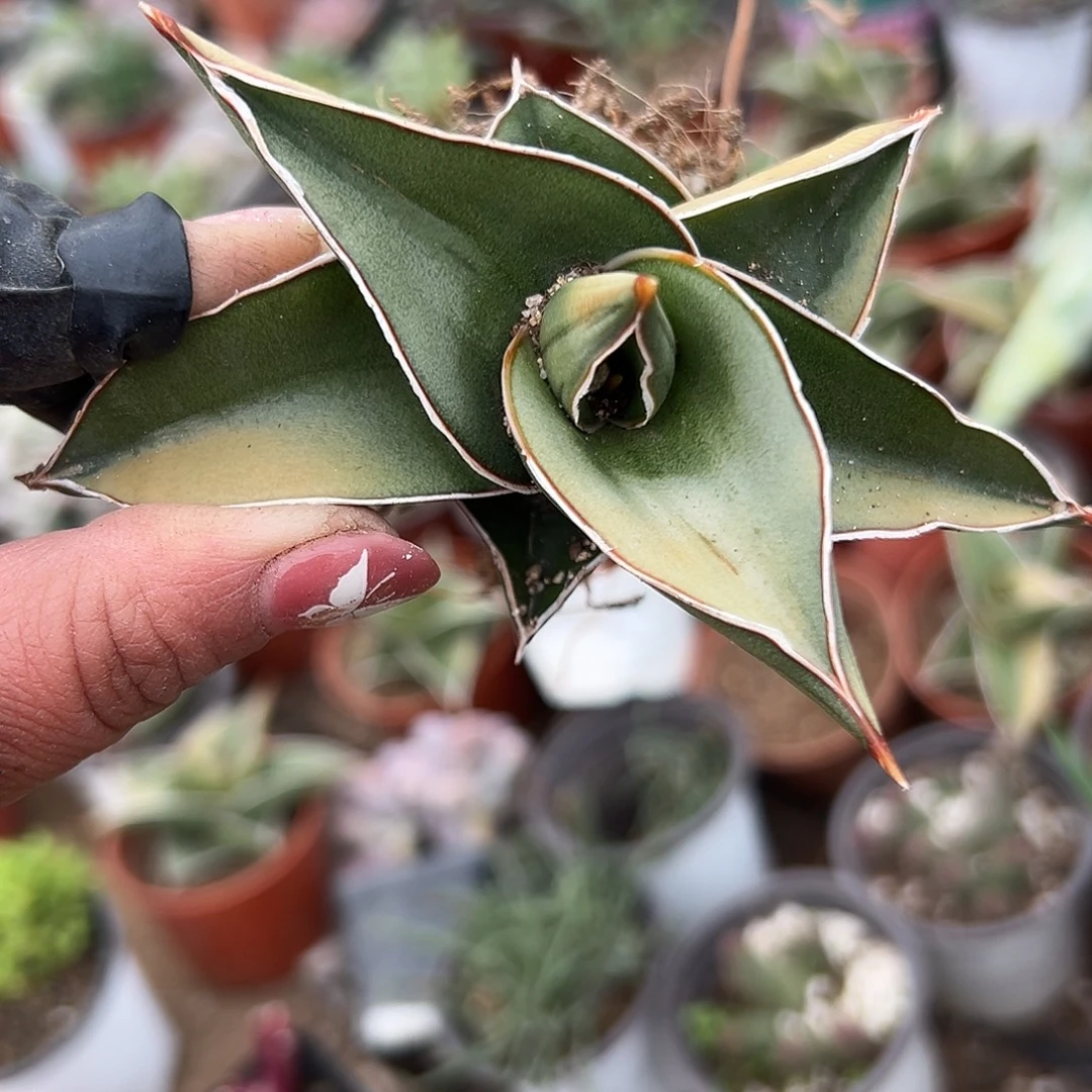 多肉植物玫瑰武士