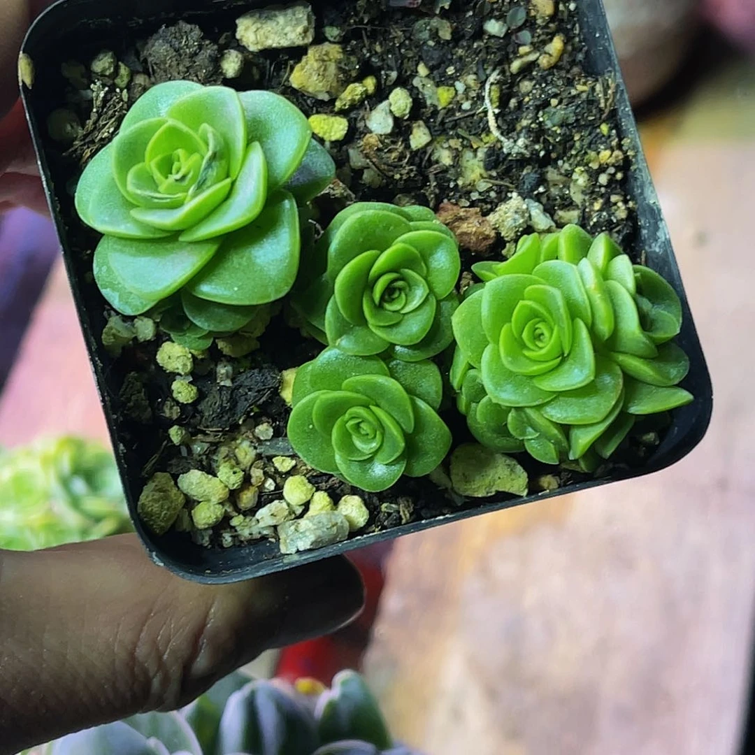 m*达芬奇 非偏远包邮 多肉