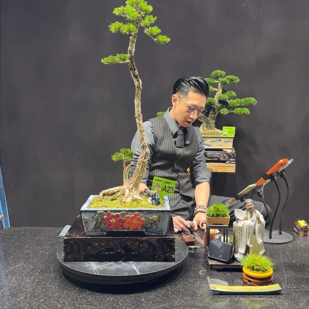 以实际为准黄杨室内室外盆景艺术