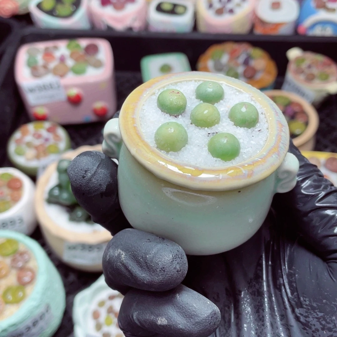 w3898--带盆土发货，零下地区拍保温箱