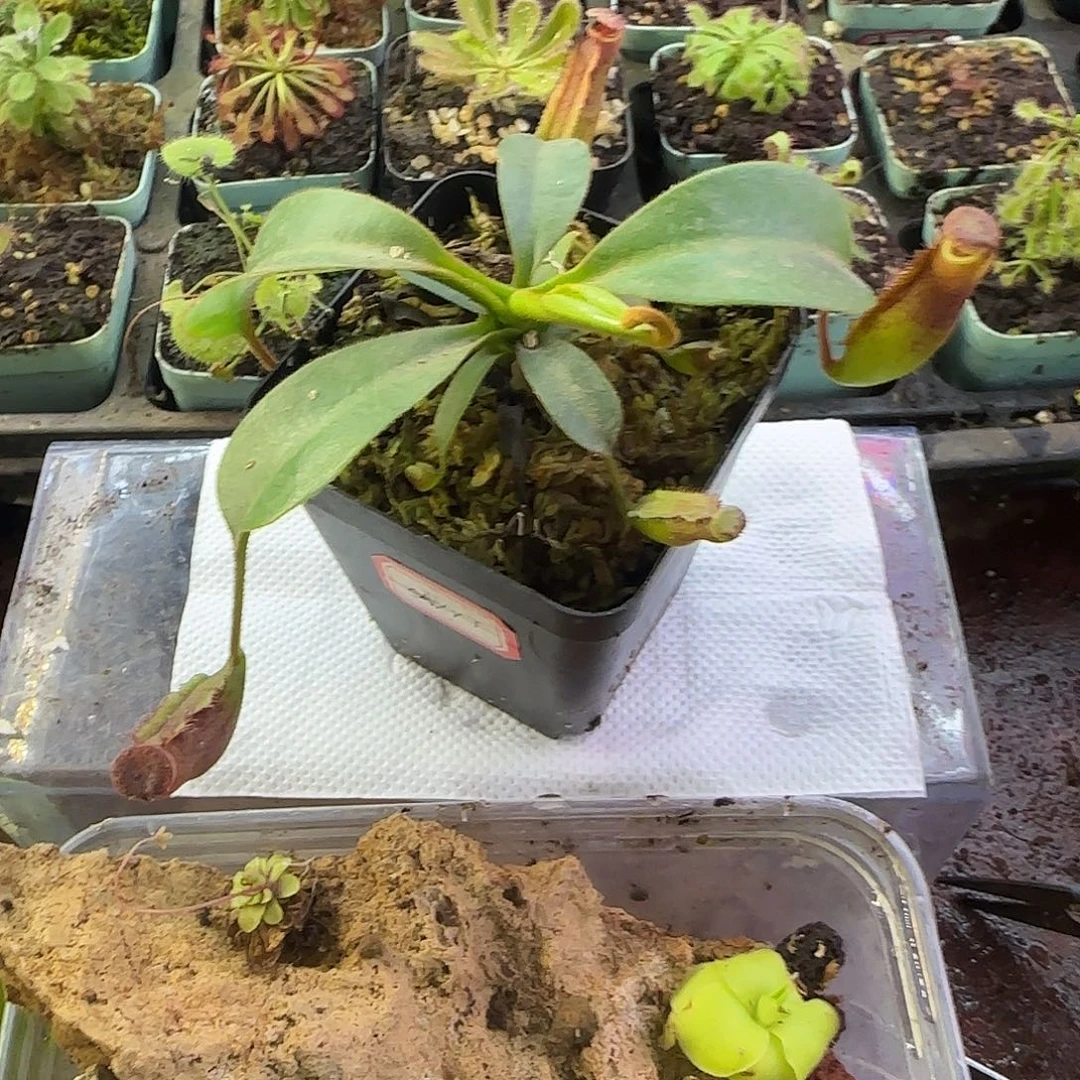 完全开放欣佳浪山马兜铃交红叶宝特