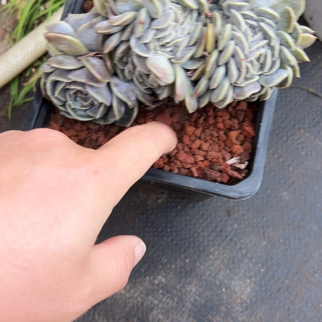 1***.汉宝缀化多肉植物