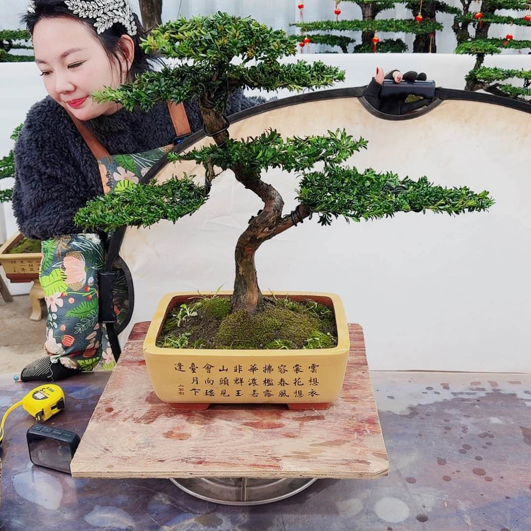 盆景罗汉松一物一拍