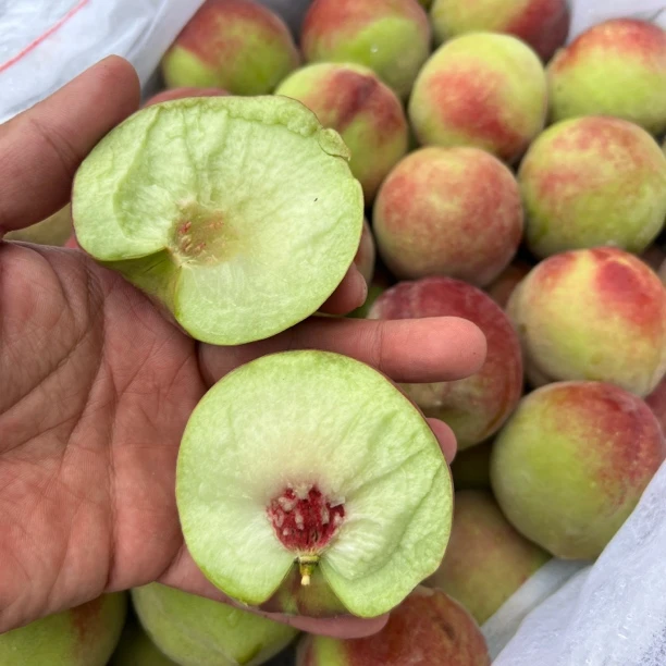 新疆吐鲁番【茶桃】离核脆甜爽口新疆维吾尔自治区