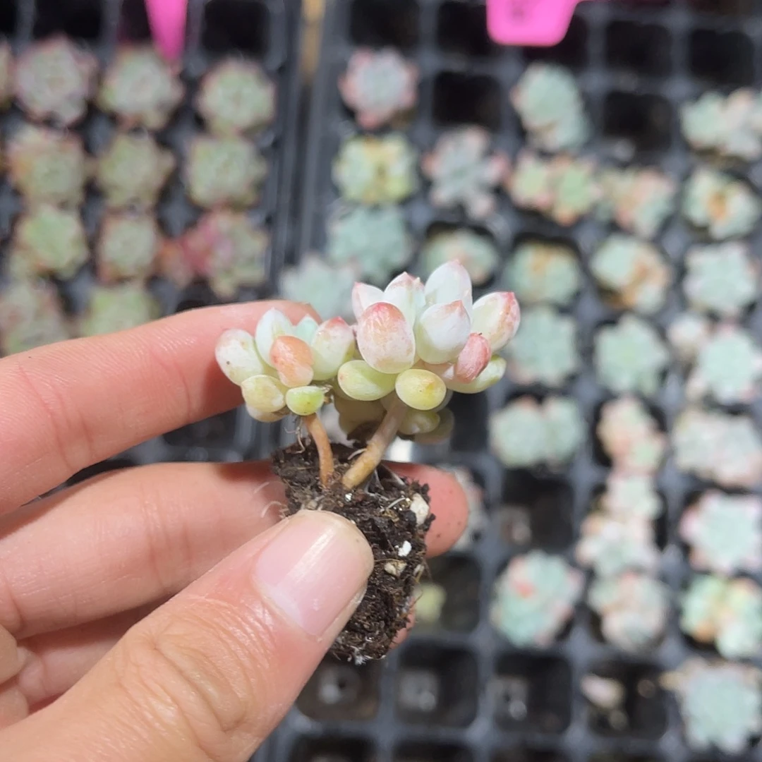 精品明珠多肉植物