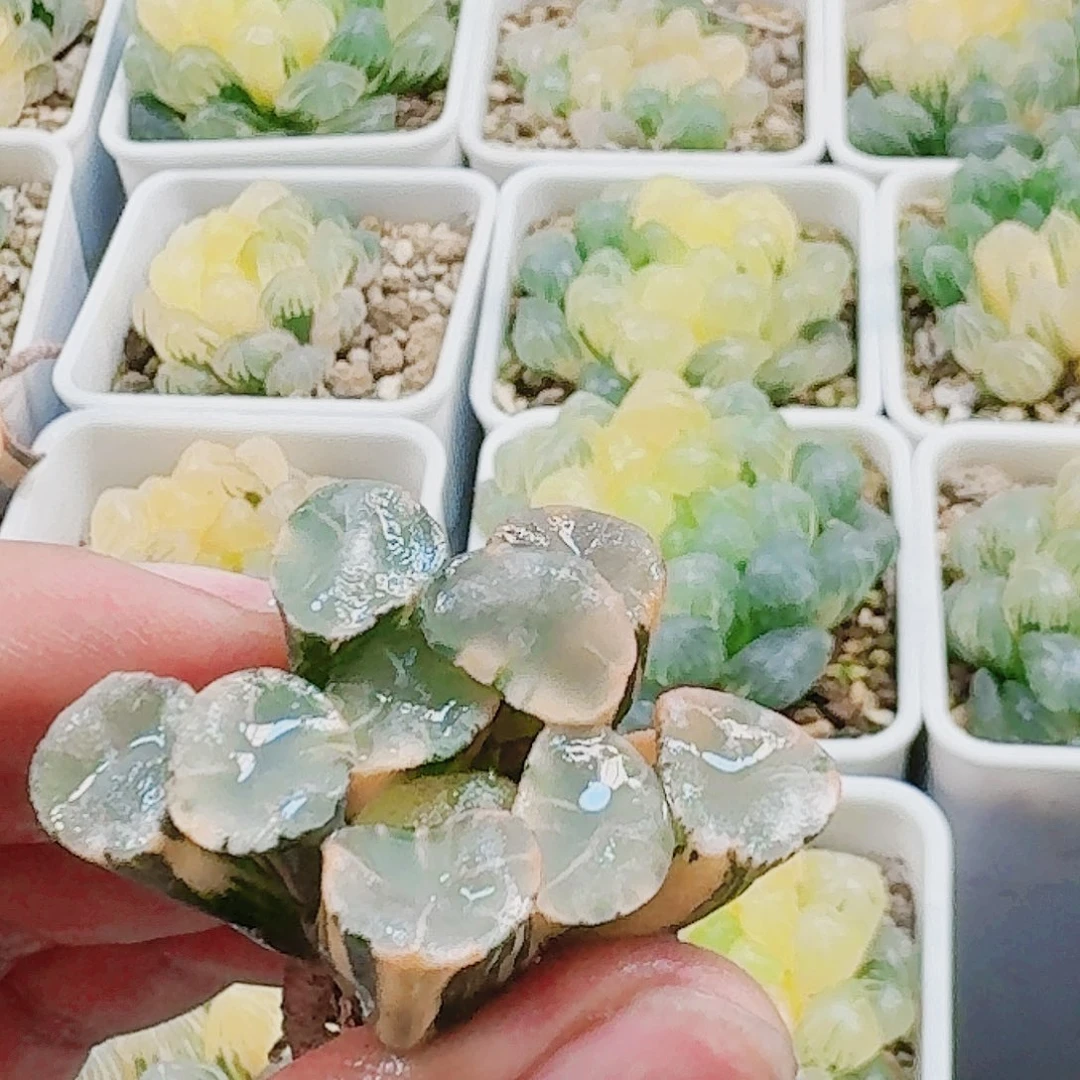 无花朵十二卷 蜃气楼万象锦 裸根