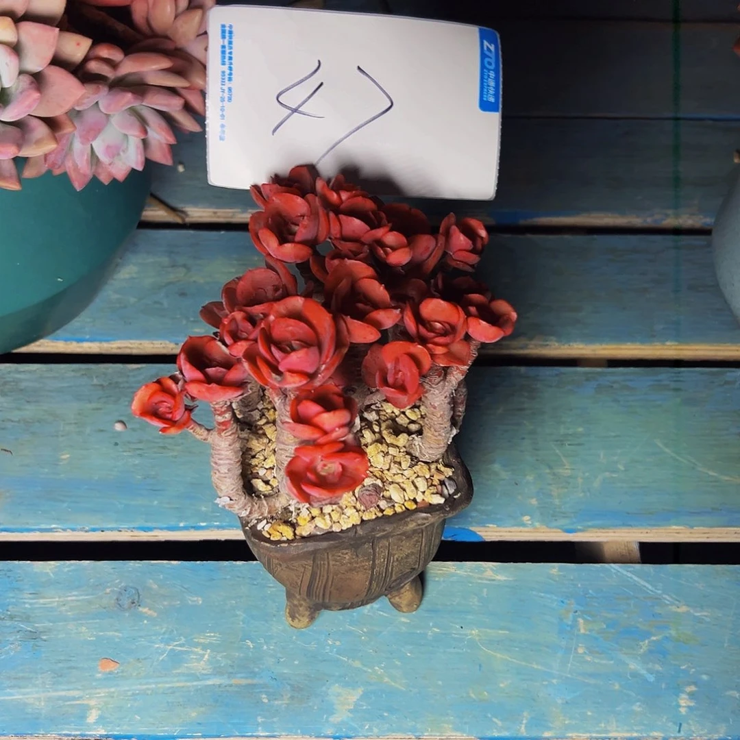 ^***笑47号一物一拍带盆