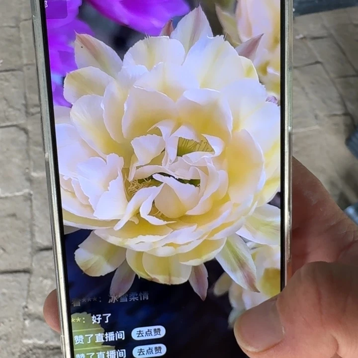 247彩草144歪4公分左右无根侧牙，20包邮