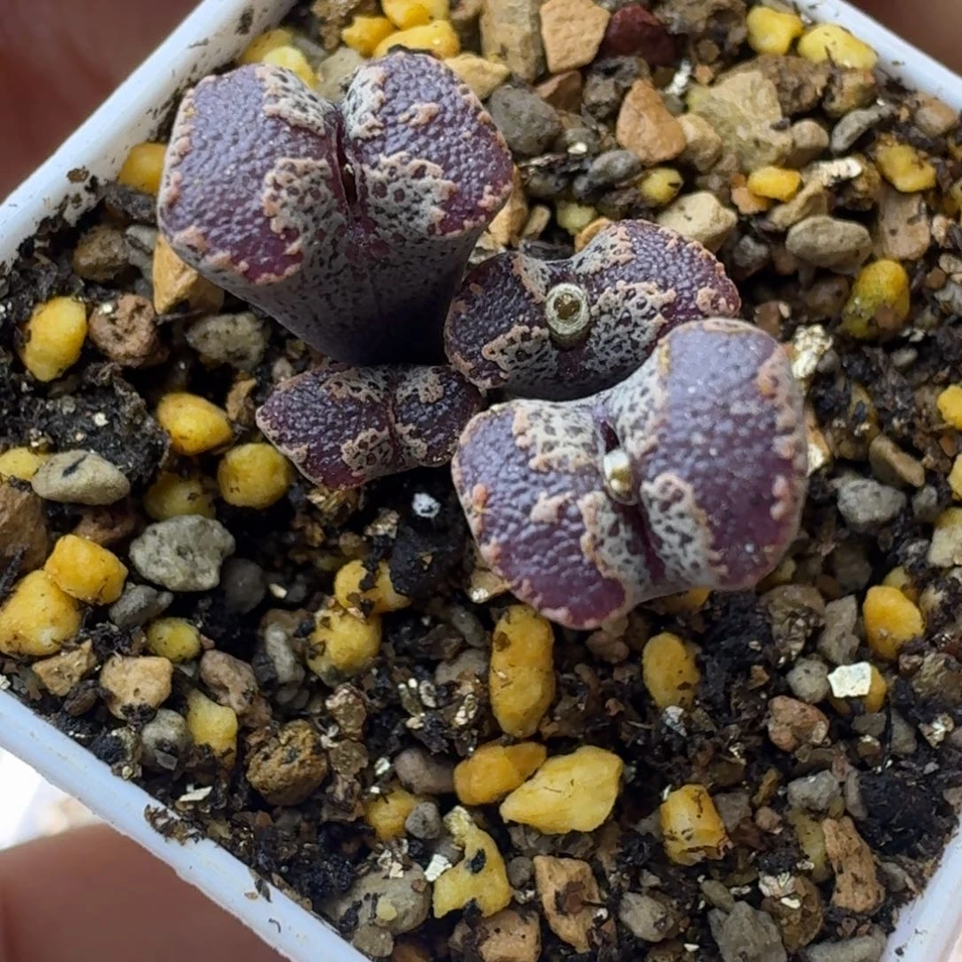 11号四头全窗蝴蝶勋章一物一拍