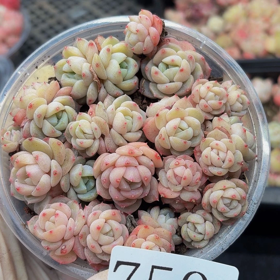 多肉植物多肉植物750