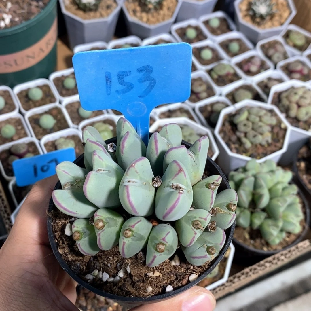 少将多肉植物一个