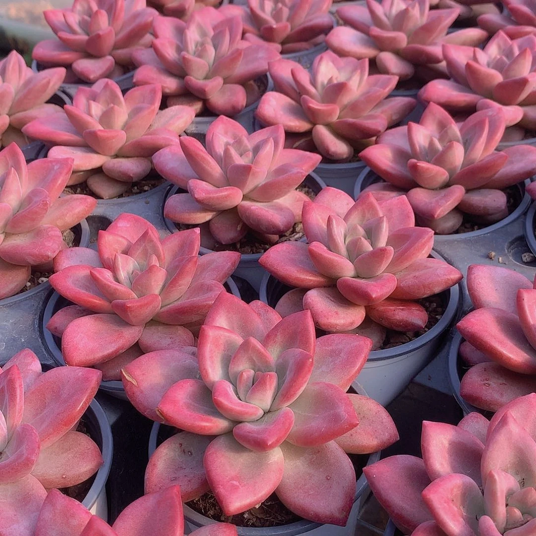 赫菲斯托单头45678999000