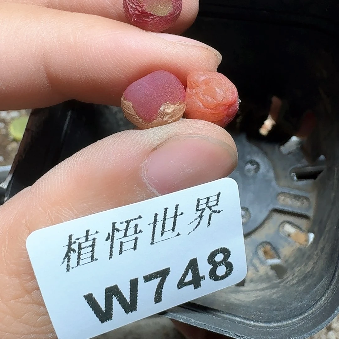 748盒多肉植物哇cv