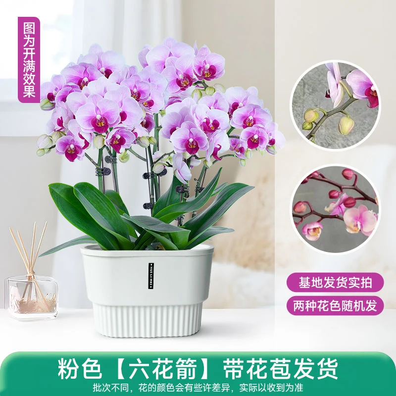 蝴蝶兰盆栽客厅花卉节日送礼年宵花带花剑带花苞高档成品四季开花