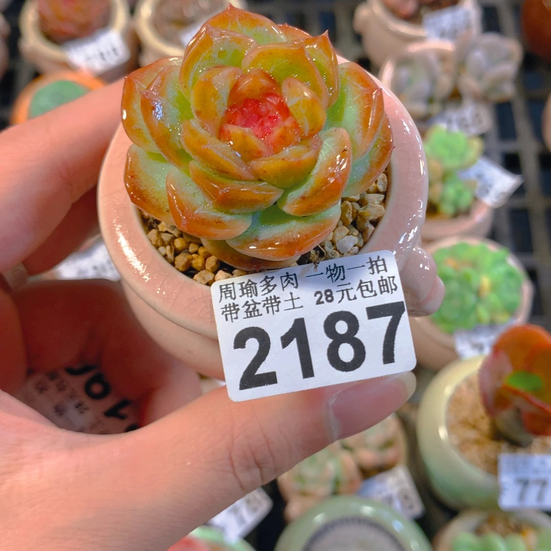 5厘米盆精控多肉2187