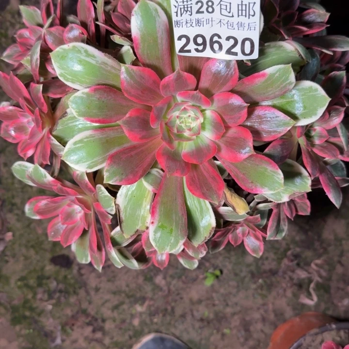 29620南浣纱多肉植物