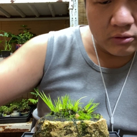 红陶一物一拍所见即所得57