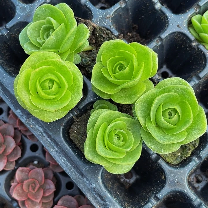 5颗小鸡蛋玫瑰5颗