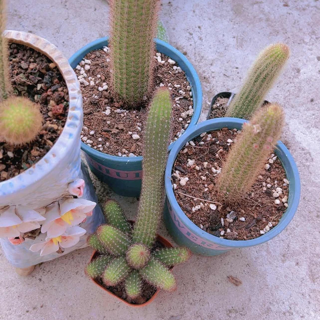 【闪购商品】5盆金妞偏远不拍