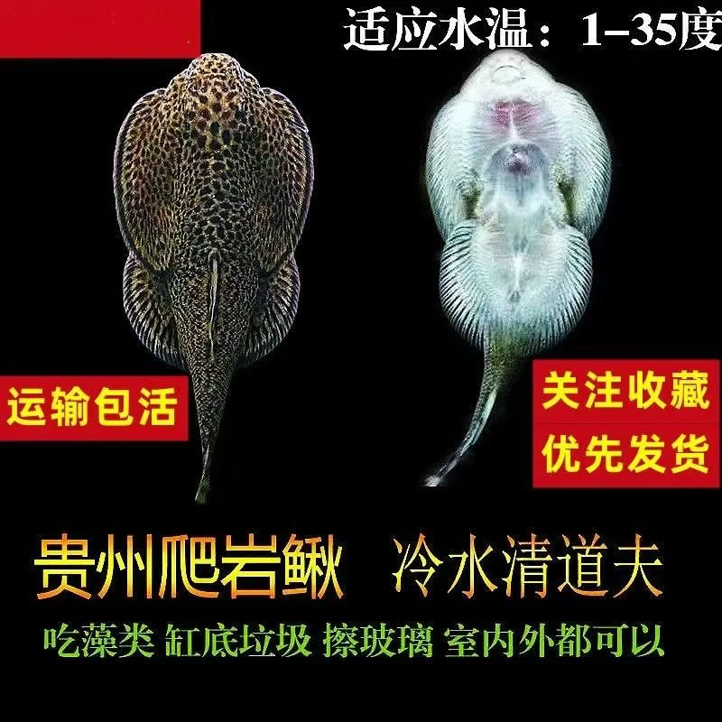贵州爬岩鳅 双吸盘爬岩鳅 冷水清洁工 淡水工具鱼 擦玻璃吃垃圾