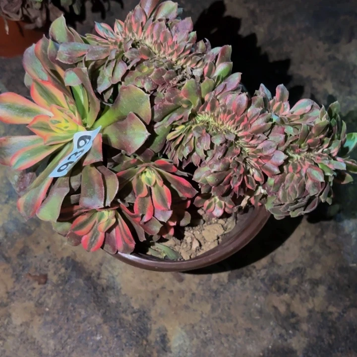 939红牡丹多肉植物